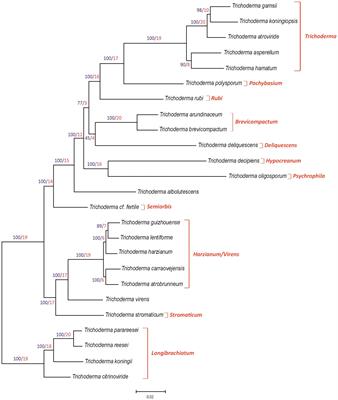 Trichoderma carraovejensis: a new species from vineyard ecosystem with biocontrol abilities against grapevine trunk disease pathogens and ecological adaptation
